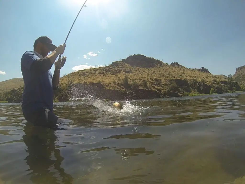 fishermen reeling in a big brown trout on the green river