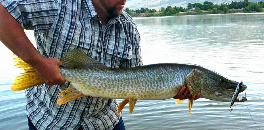 An In Depth Guide to Catching Tiger Muskie in Utah – Tilt Fishing