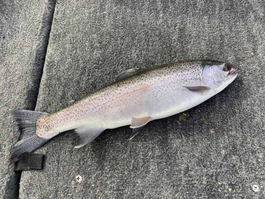 best rainbow trout castmaster