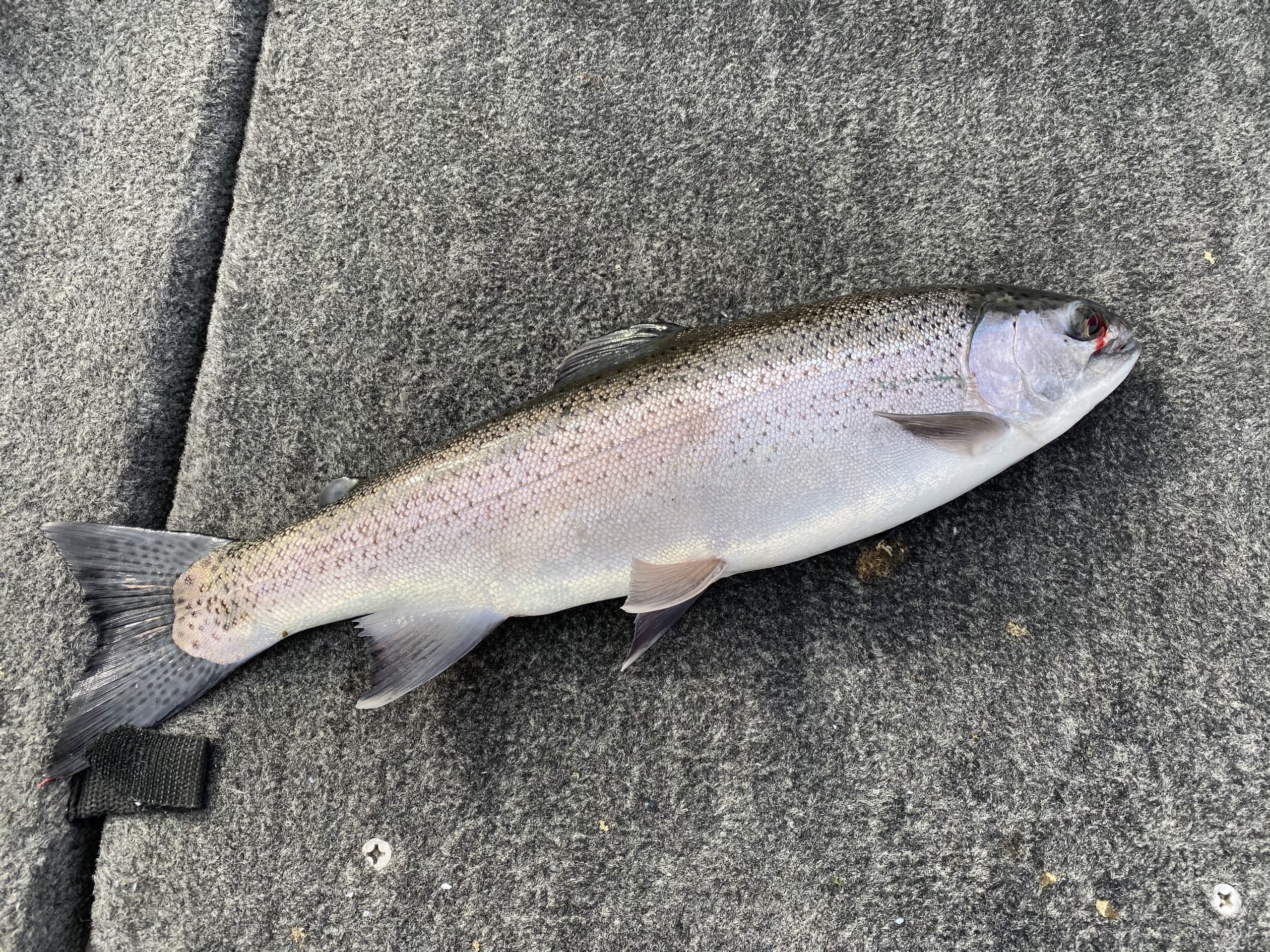 Best Rainbow Trout Lures Baits Every Angler Should Be Using Tilt 