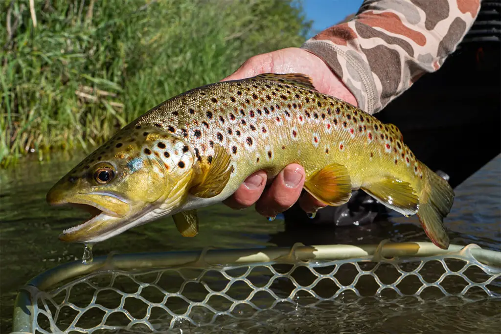 Catch More Brown Trout With These 7 Lures Tilt Fishing