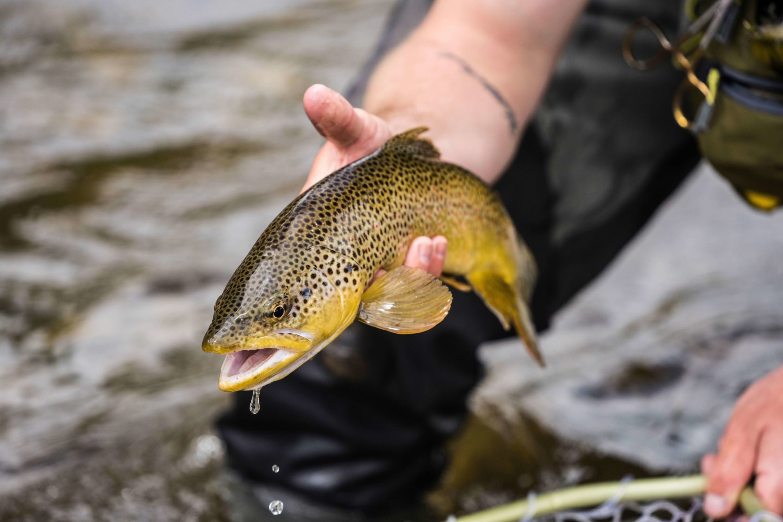 How Much Does a Montana Fishing License Cost? – Tilt Fishing