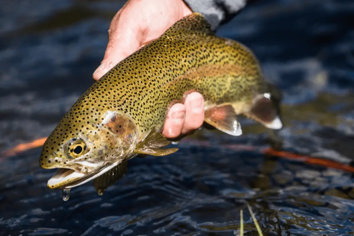 Live Trout Egg Sales Cold Springs Trout Farm