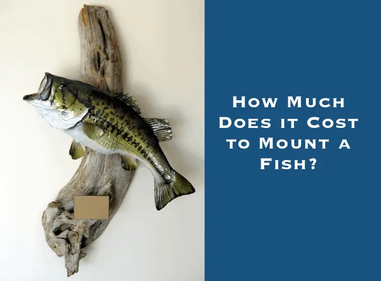 Mounting a Fish How Much Does It Cost? Tilt Fishing