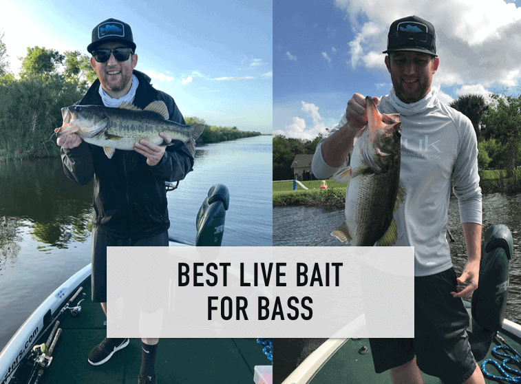 Best Live Bait For Bass – Tilt Fishing