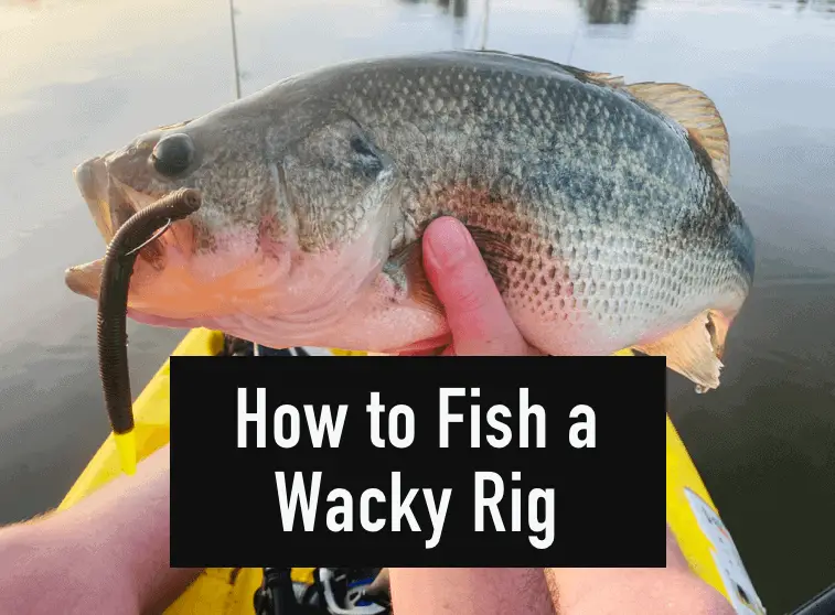 How to Fish a Wacky Rig (Easiest Rig Ever) – Tilt Fishing