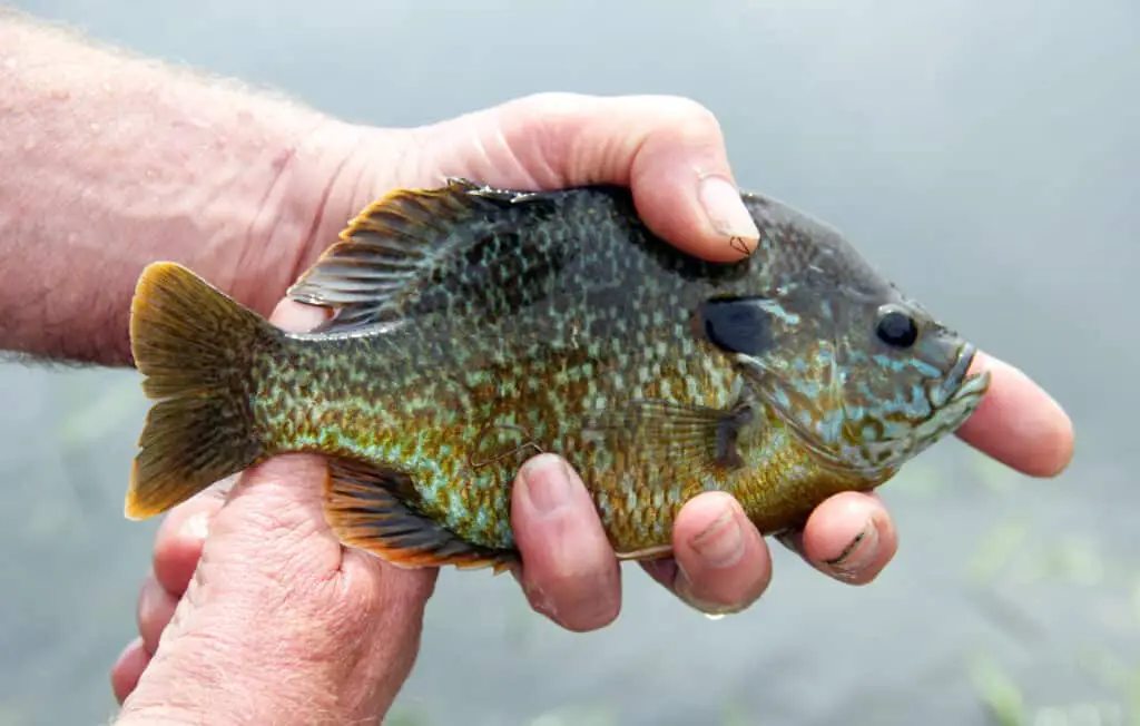 Best Line To Use For Panfish [Complete Guide] – Tilt Fishing