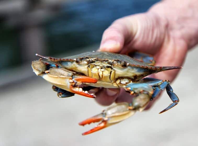 When Is The Best Time to Go Crabbing? – Tilt Fishing