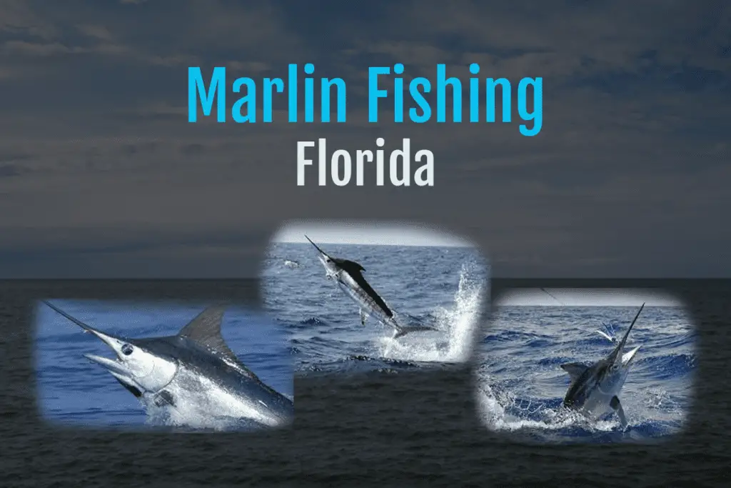 Fishing For Marlin In Florida [Complete Guide] – Tilt Fishing